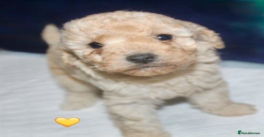 Cockapoo dogs Health tested Asian toy Cockapoo puppies  - Advert 9