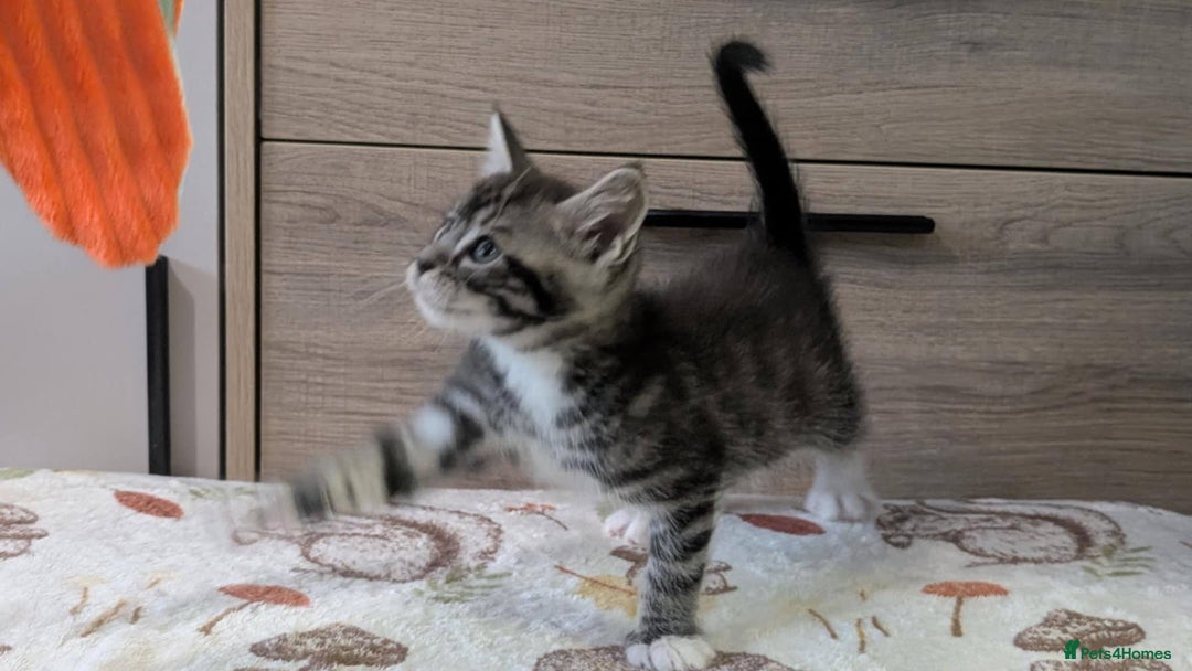 Maine Coon cats for sale: Maine Coon - Image 34