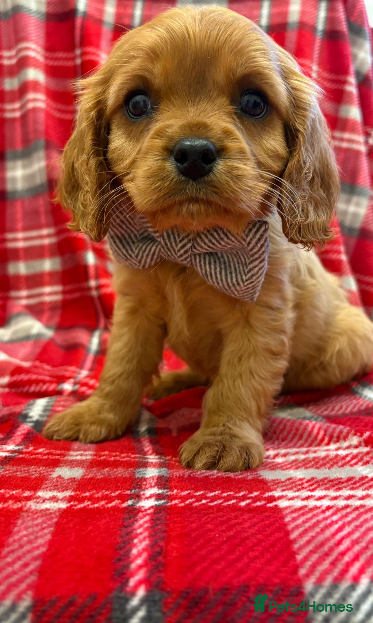 Cavalier King Charles Spaniel dogs Beautiful Cavalier King Charles babies ❤️ - Advert 12