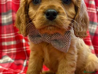 Cavalier King Charles Spaniel dogs Beautiful Cavalier King Charles babies ❤️ - Advert 2