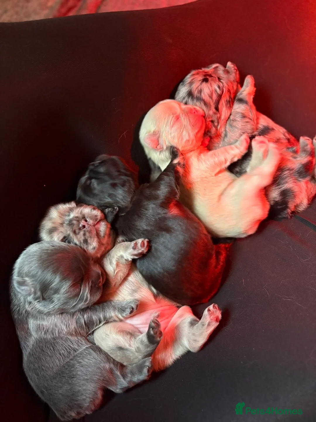 French Bulldog dogs for sale: Cutest exceptional fluffy French bulldogs  in Weston-super-Mare - Advert 1