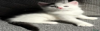Mixed Breed Kitten 2