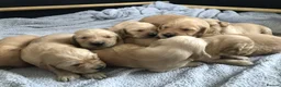 Golden Retriever dogs for sale: KC Reg Dark Red Golden Retriever-100% DNA Tested - Advert 6