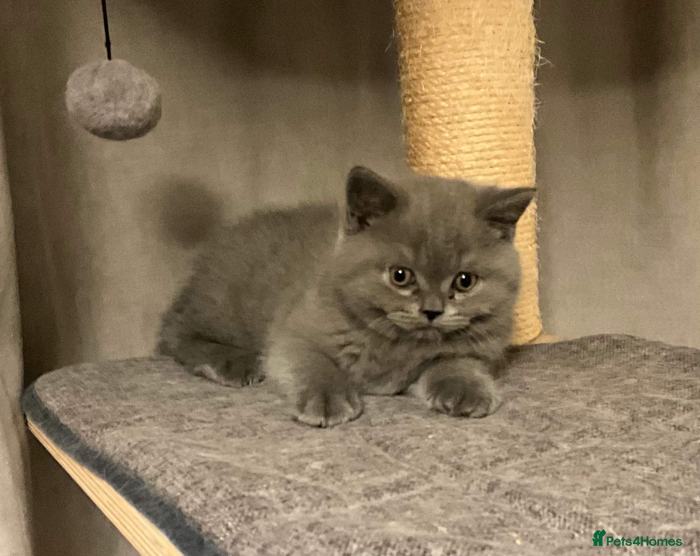 British Shorthair cats  ONE PURE BREAD BSH BOY LEFT!!! - Advert 9