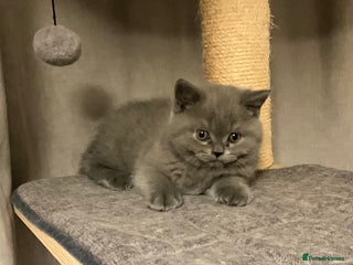 British Shorthair cats ONLY ONE LEFT!!! Ready to go amazing kitties - Advert 17