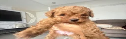 Maltipoo dogs for sale: 💥Tiny Asian Maltipoo Puppies💥 - Advert 9