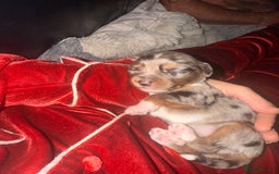 Mixed Breed dogs for sale: Stunning Merle chihuahua 2 girls ready 22nd dec - Advert 30