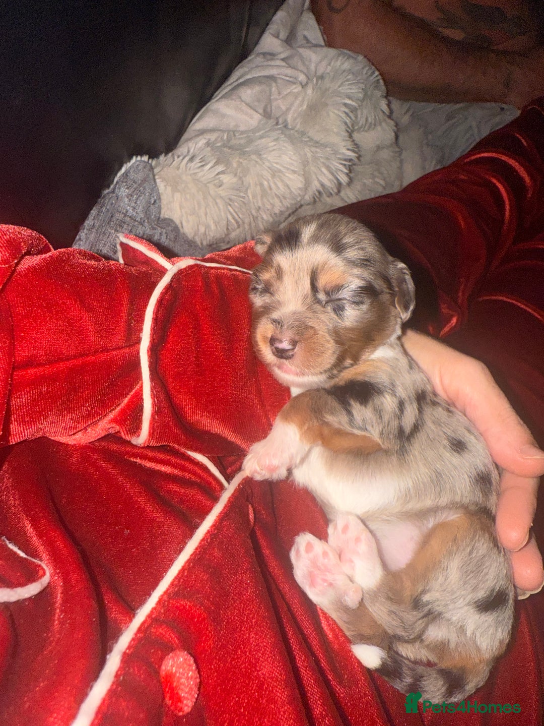 Mixed Breed dogs for sale: Stunning Merle chihuahua 2 girls ready 22nd dec - Advert 30