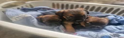 Border Terrier dogs for sale: Handsome border terriers  - Advert 7