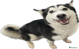Siberian Husky dogs for sale: Beautiful female Husky for sale  - Image 2