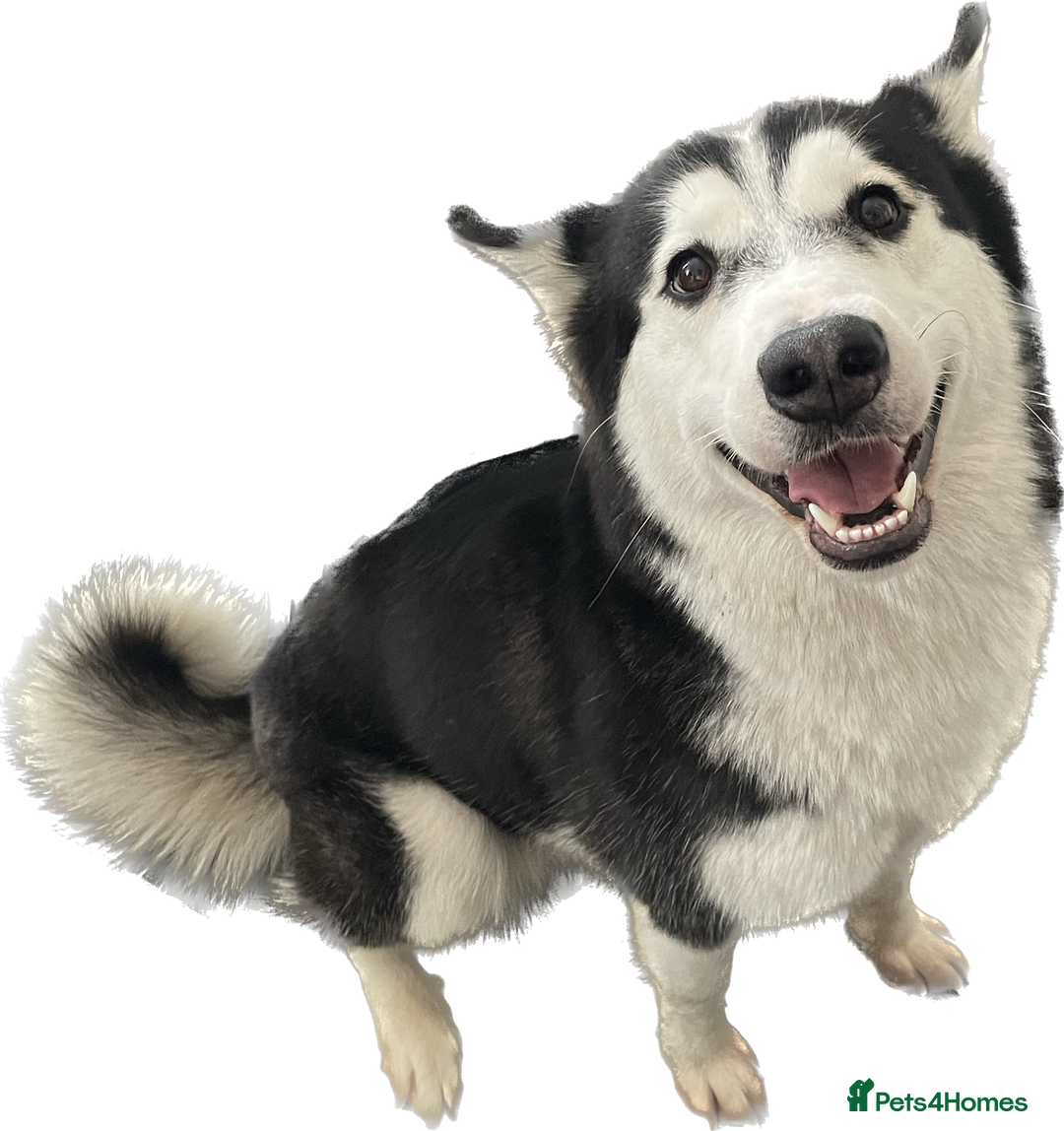 Siberian Husky dogs for sale: Beautiful female Husky for sale  - Image 2