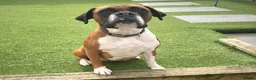Boxer dogs for sale: Brandi  in Billericay - Advert 3