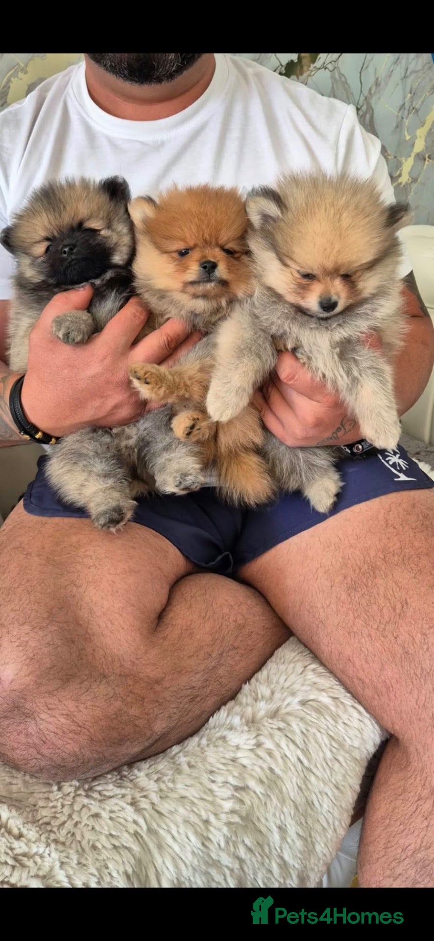 Pomeranian dogs Teddy bear Pomeranian  **  puppies  - Advert 4