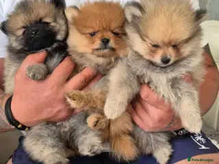 Pomeranian dogs Teddy bear Pomeranian ** puppies - Advert 4