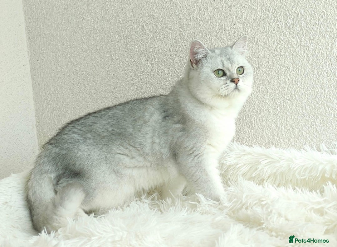 British Shorthair cats for sale: Registered British Shorthair – Angel, White Silver - Advert 6