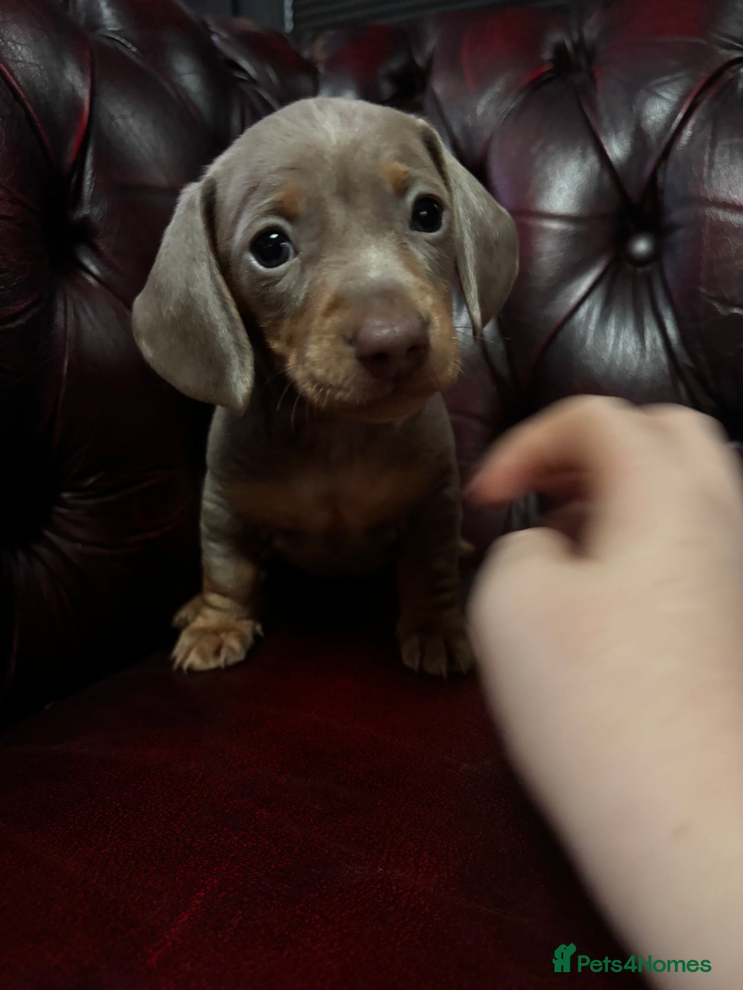 Miniature Dachshund dogs for sale: RARE KC 2 Isabella+tan boys, 1 chocolate and tan  - Advert 16