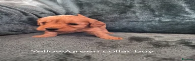 Labradoodle 3