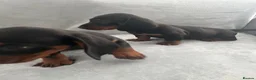 Miniature Dachshund dogs for sale: Dachshund boys in Coventry - Advert 16