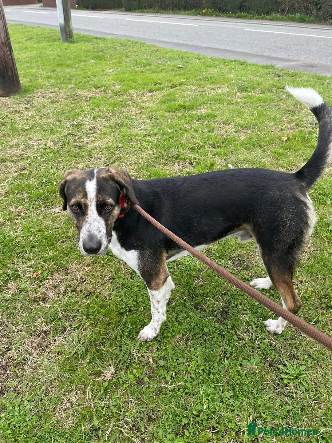 Mixed Breed dogs for adoption: WILSON - 2 Years old, Male, Hound Mix - Advert 10