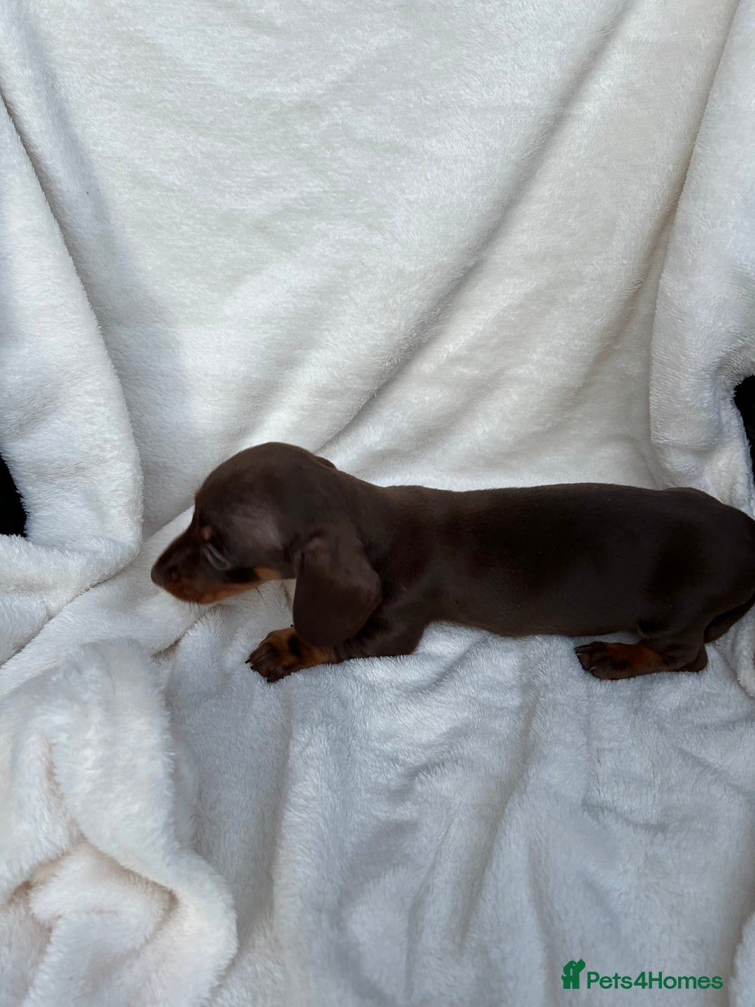 Dachshund dogs for sale: Miniature dashhounds  - Image 8