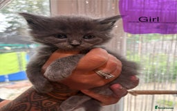 Ragdoll cats for sale: Half Ragdoll / maincoon kittens for sale  - Image 16
