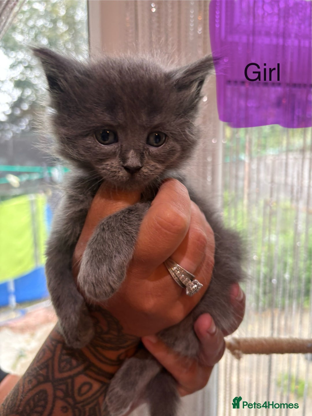 Ragdoll cats for sale: Half Ragdoll / maincoon kittens for sale  - Image 16