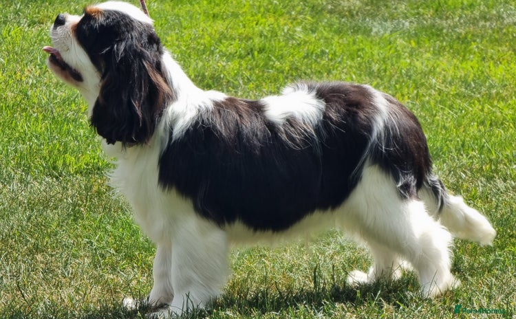 Cavalier King Charles Spaniel dogs - Advert 3