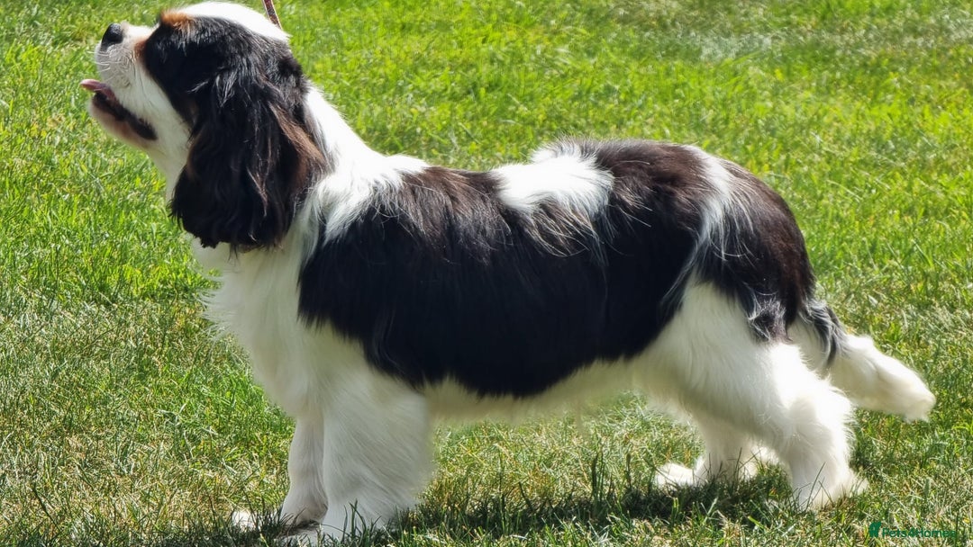 Cavalier King Charles Spaniel dogs for sale: Beautifully marked tri-colour Dog puppy - Image 1