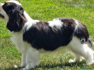 Cavalier King Charles Spaniel dogs - Advert 33