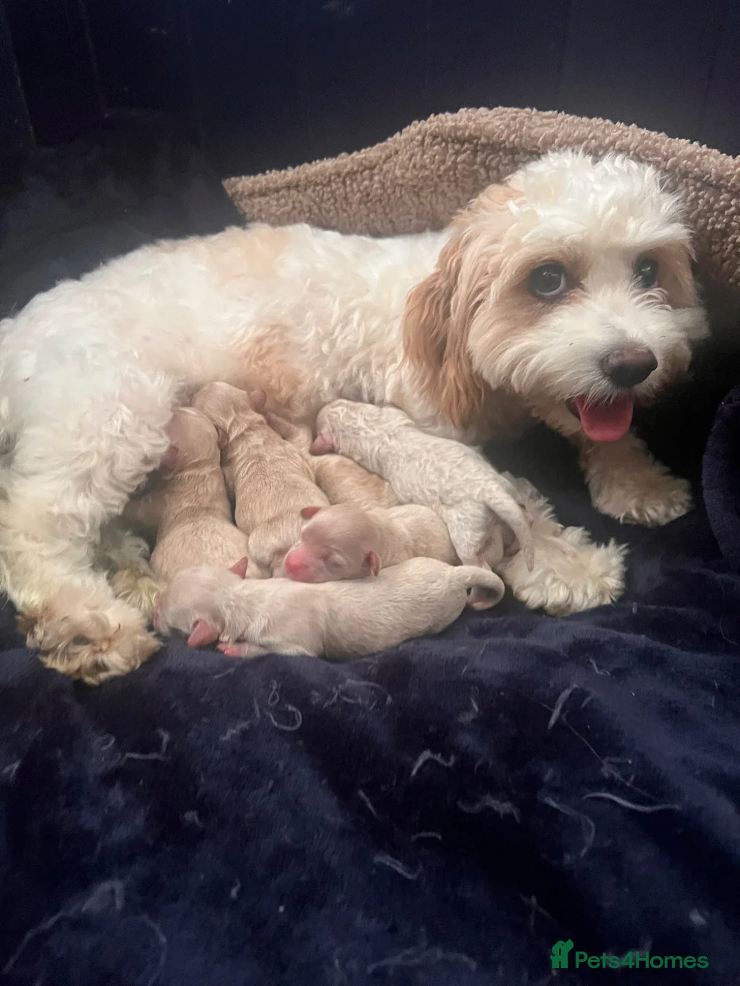 Maltipoo dogs for sale: Absolutely Outstanding Malitpoo Puppies  - Advert 8