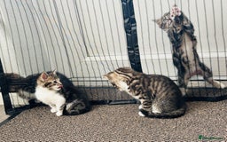 Domestic Shorthair cats for sale: 4 little Cats.  - Image 12