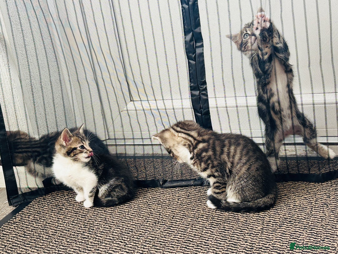 Domestic Shorthair cats for sale: 4 little Cats.  - Image 12