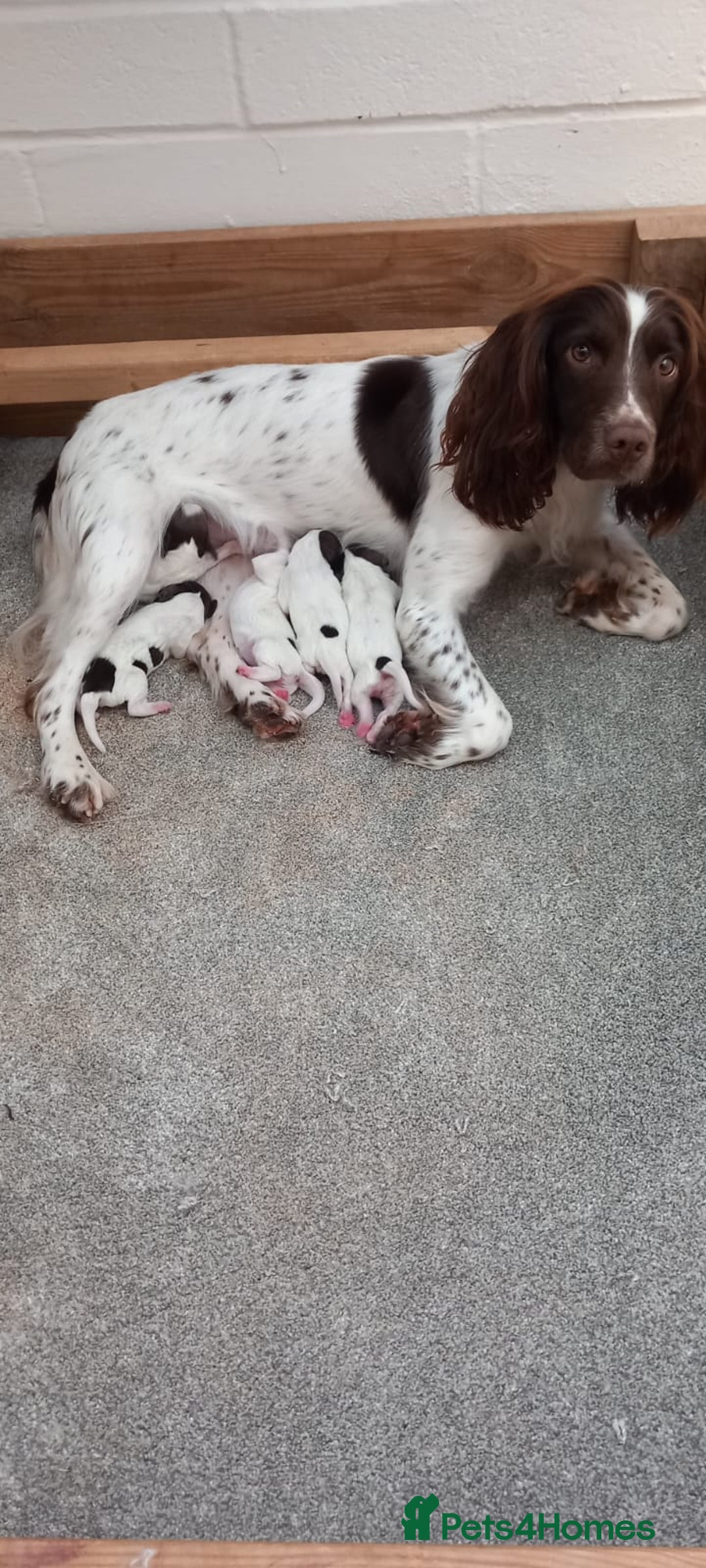 English Springer Spaniel dogs for sale: ESS dog and bitch pups. Liver and white - Image 4