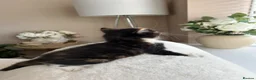 Mixed Breed cats for sale: 5 beautiful kittens  - Advert 13