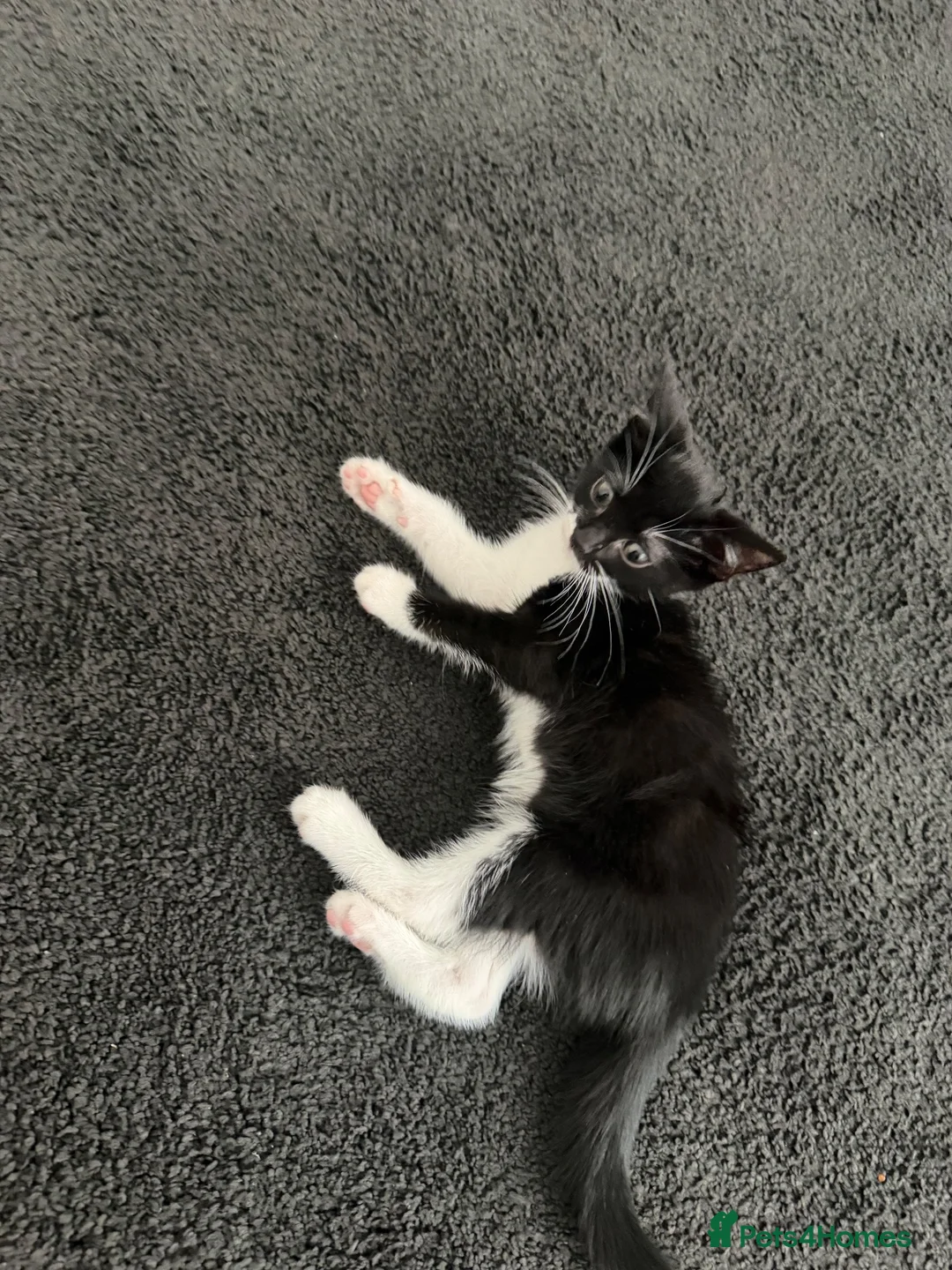 Mixed Breed cats for sale: 4 Adorable Playful Kittens Ready to Go 🐱❤️ in Thornton Heath - Advert 2