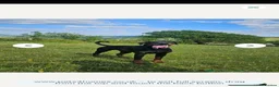 Dobermann dogs for sale: Beautiful family dobermans  - Advert 14