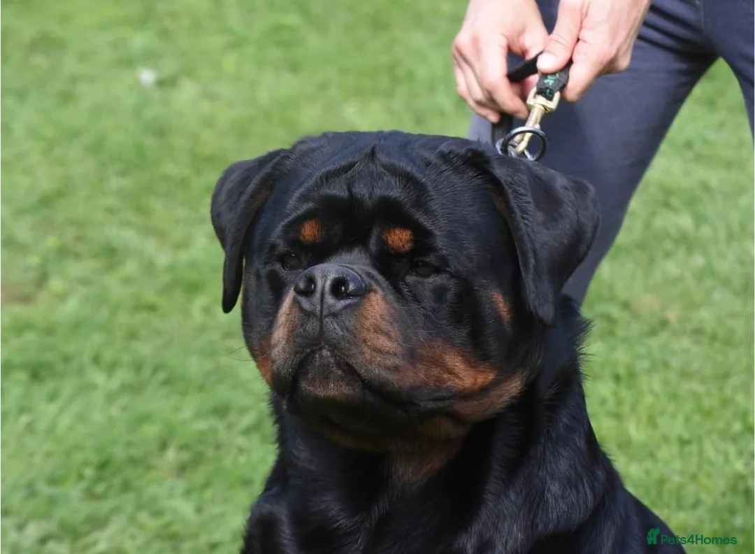 Rottweiler dogs for stud: Exceptional Rottweiler available at Stud ⭐️ - Advert 2