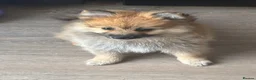 Pomeranian dogs for sale: REDUCED! 1 GIRL POMERANIAN AVAILABLE - Advert 3