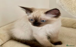 Ragdoll cats for sale: GCCF Champion Line Pedigree Ragdoll Kittens - Image 7