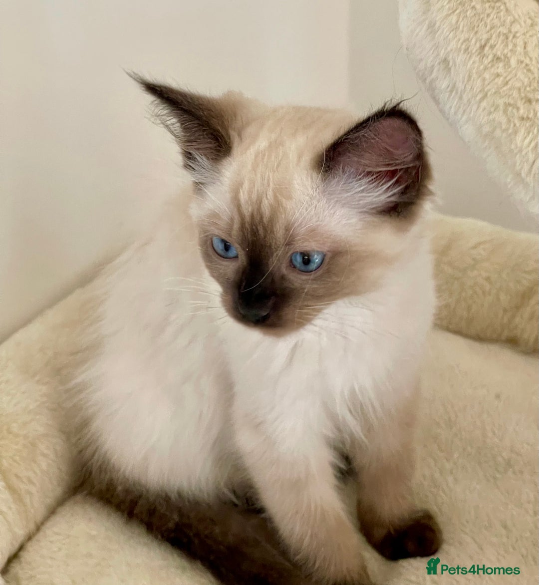 Ragdoll cats for sale: GCCF Champion Line Pedigree Ragdoll Kittens - Image 7