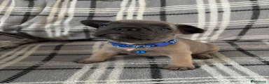 Wolffia