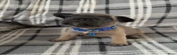 French Bulldog dogs for sale: French bulldog pups from health tested parents  - Advert 14