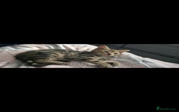 Mixed Breed cats for sale: 3 beautiful female kittens  - Advert 3