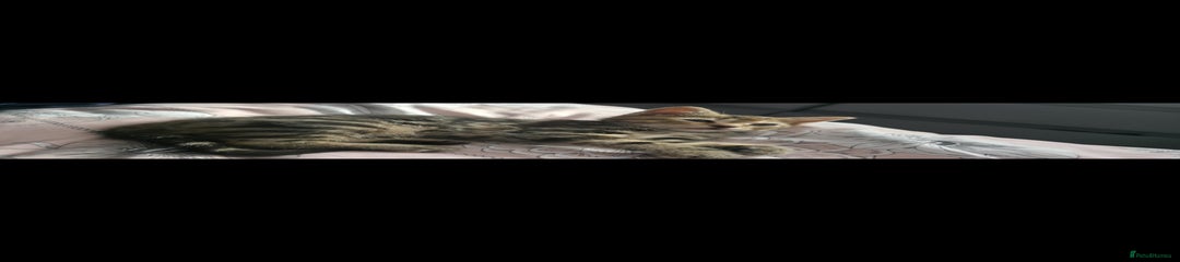 Mixed Breed Kitten 2