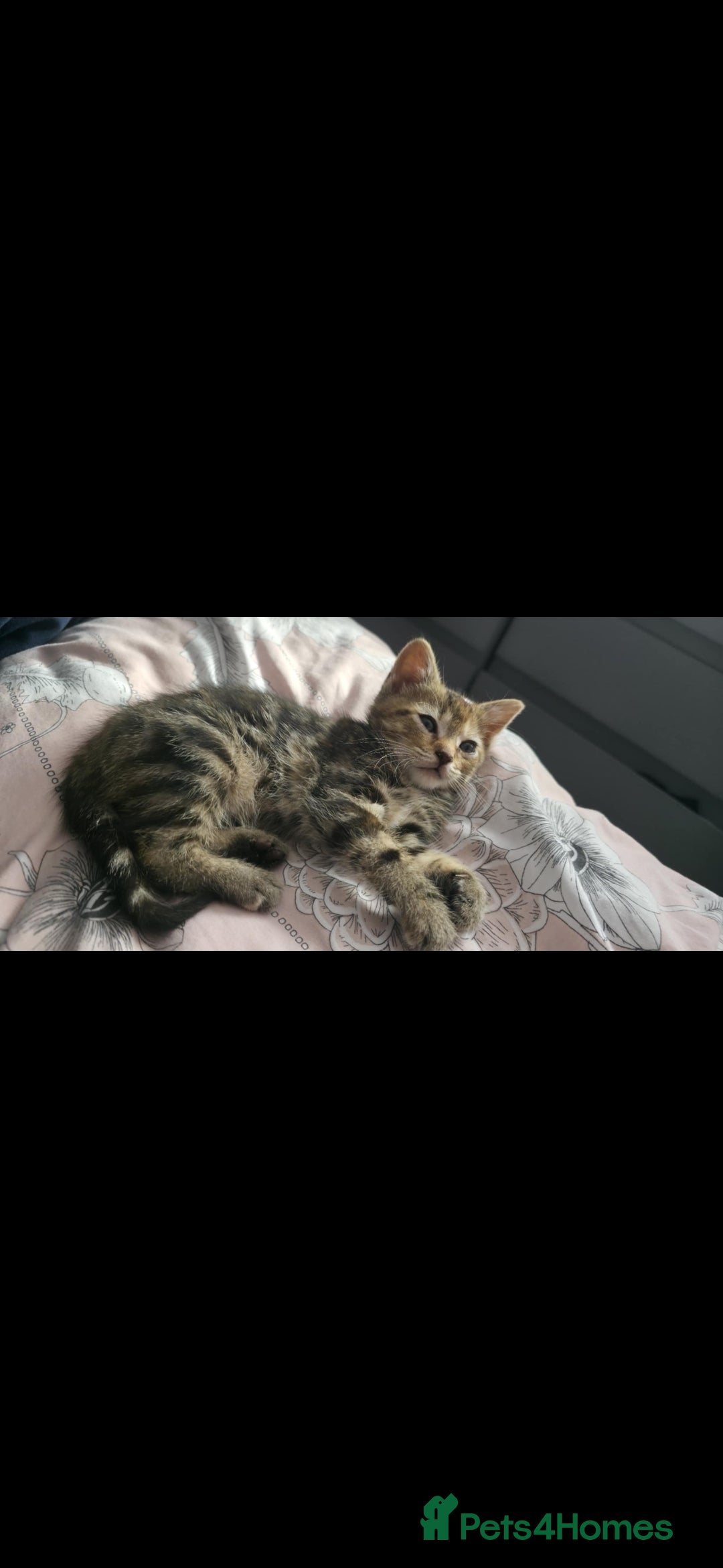 Mixed Breed cats for sale: 3 beautiful female kittens  - Advert 3