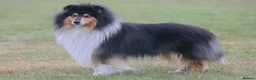 Rough Collie dogs for sale: Sable and White RKC Rough Collie - Advert 5