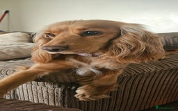 Cocker Spaniel dogs for sale: litter of 6 pedigree cocker spaniel puppies. - Image 15