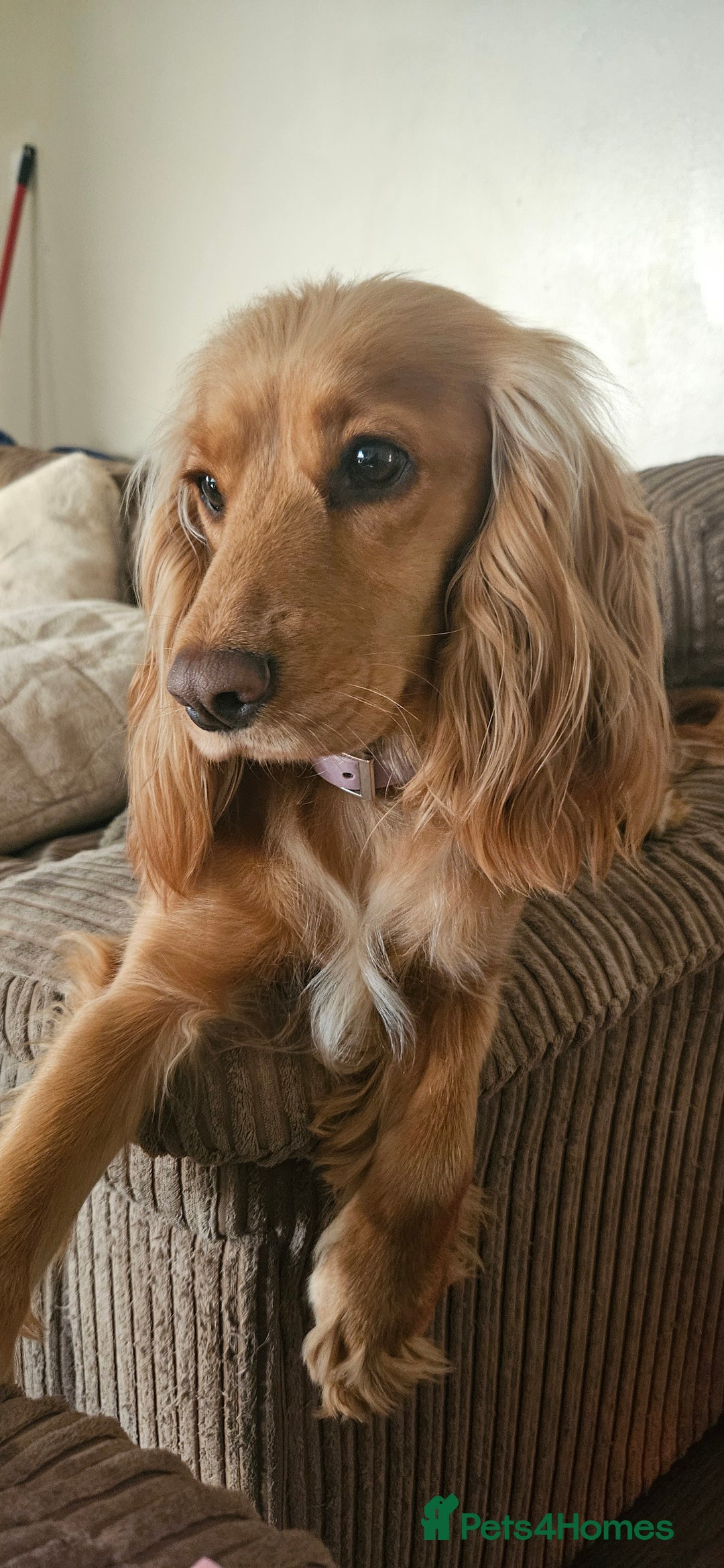 Cocker Spaniel dogs for sale: litter of 6 pedigree cocker spaniel puppies. - Image 15