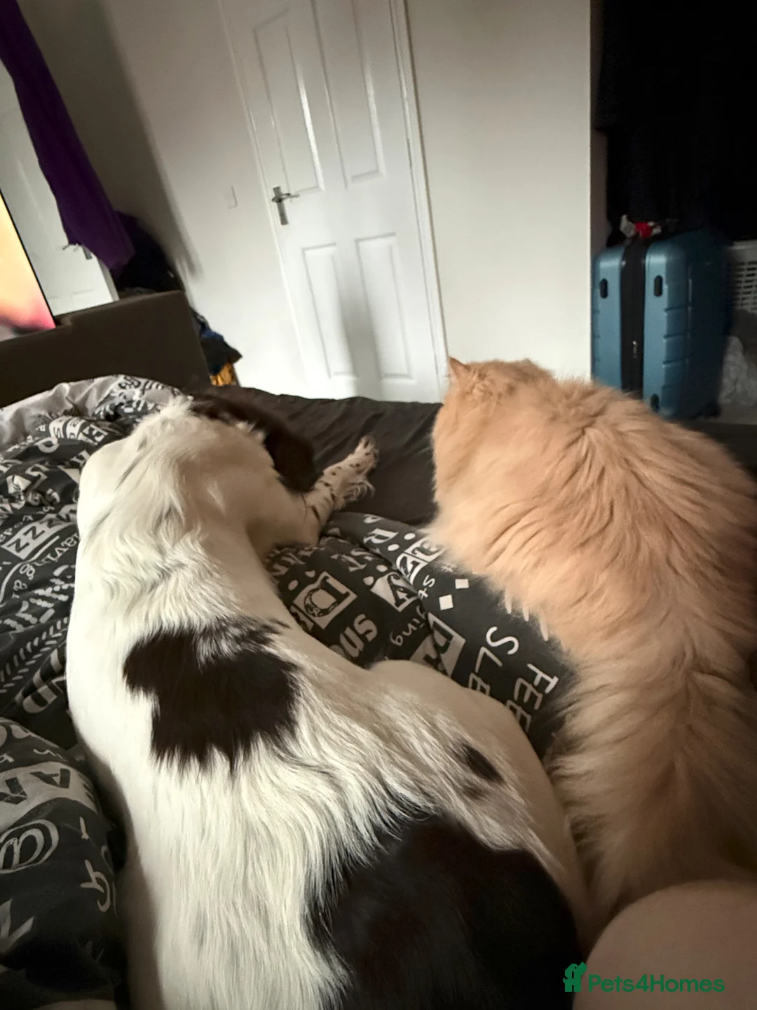 English Springer Spaniel dogs for sale: KC Registered Liver and White ESS Pups  - Advert 21