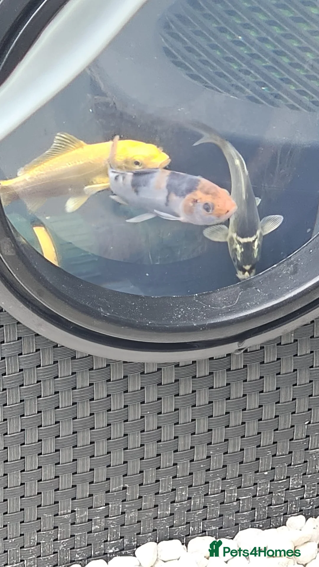 Golden Orfes fish for sale: Pond and fish  in Blyth - Advert 2